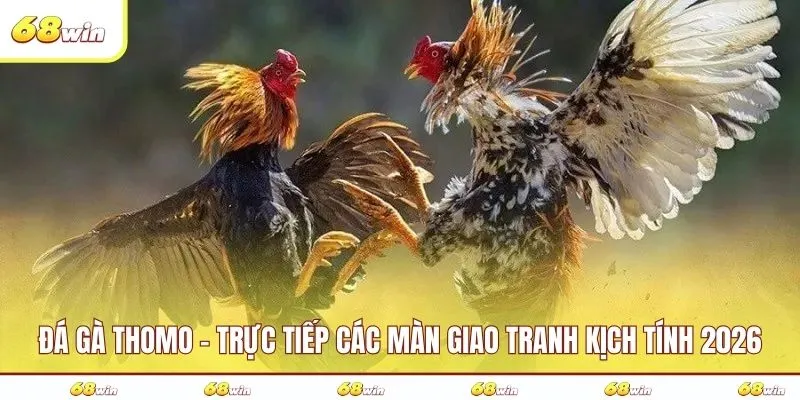 Đá gà Thomo